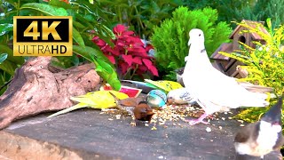 [NO ADS] Cat TV for cats to watch 🕊 Beautiful, cute birds in the flower garden😹Videos for Cats 4K