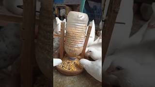 कबतर क दन दन क दस जगड