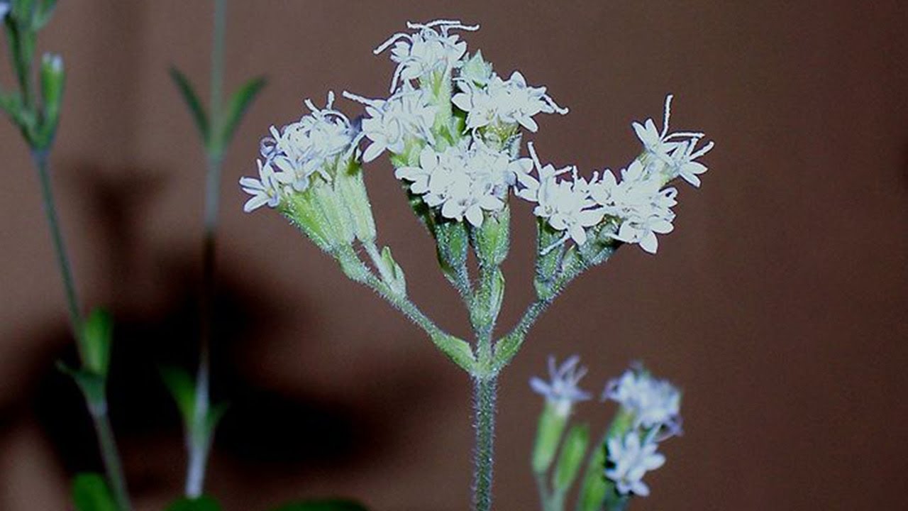 Stevia First Aims to Solve Consumers’ Sugar Addiction Stevia First Aims to Solve Consumers’ Sugar Addiction