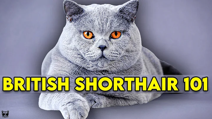 British Shorthair Cat 101 - Learn EVERYTHING About Them!! - DayDayNews