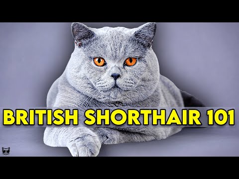 Video: How British Cats Show Character