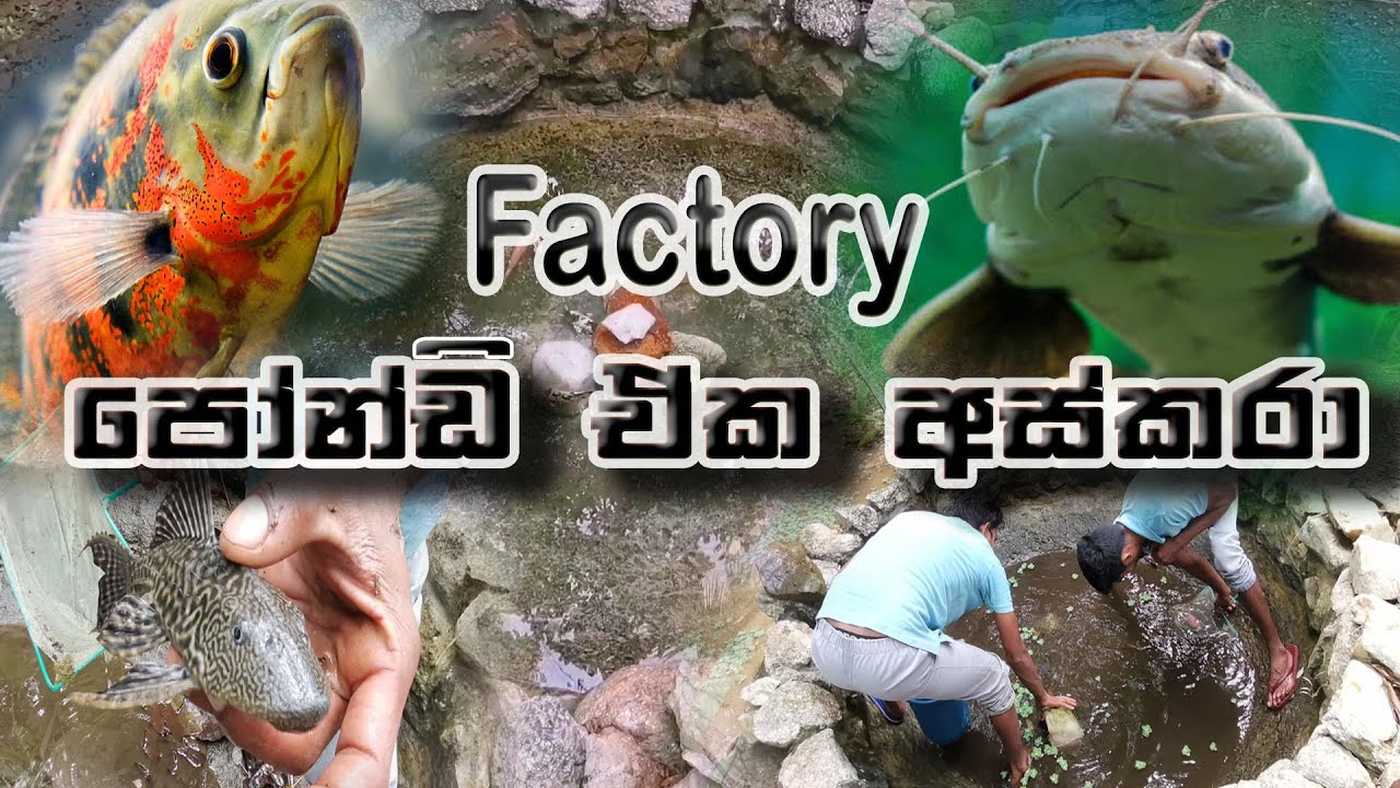 factory-vlog-03-factory-pond-cleaning-how-to