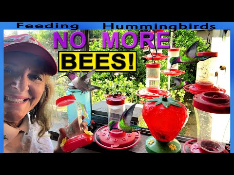 וִידֵאוֹ: מזון יונקי הדבש בקרת דבורים: שמירה על דבורים מפני מאכילי יונקי דבש