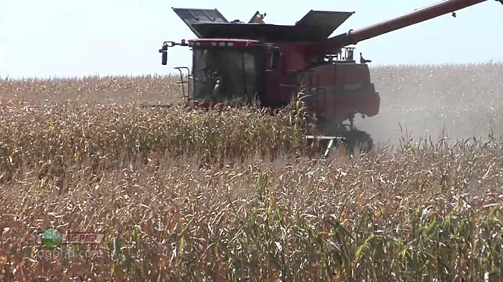Iron Talk #814 - Harvesting Downed Corn (Air Date 11/10/13)
