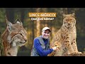 CONHEÇA O LINCE-IBÉRICO! UM DOS FELINOS MAIS LINDOS DO MUNDO! UMA ESPÉCIE MUITO AMEAÇADA DE EXTINÇÃO