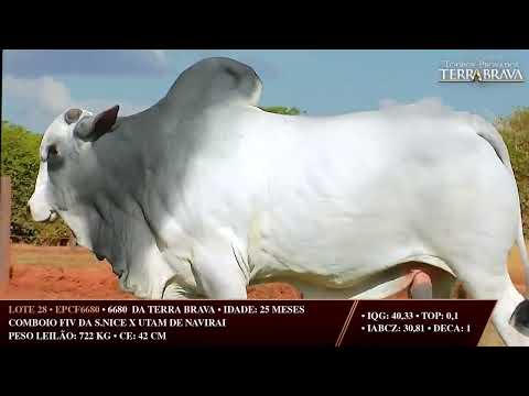 LOTE 28   EPCF 6680