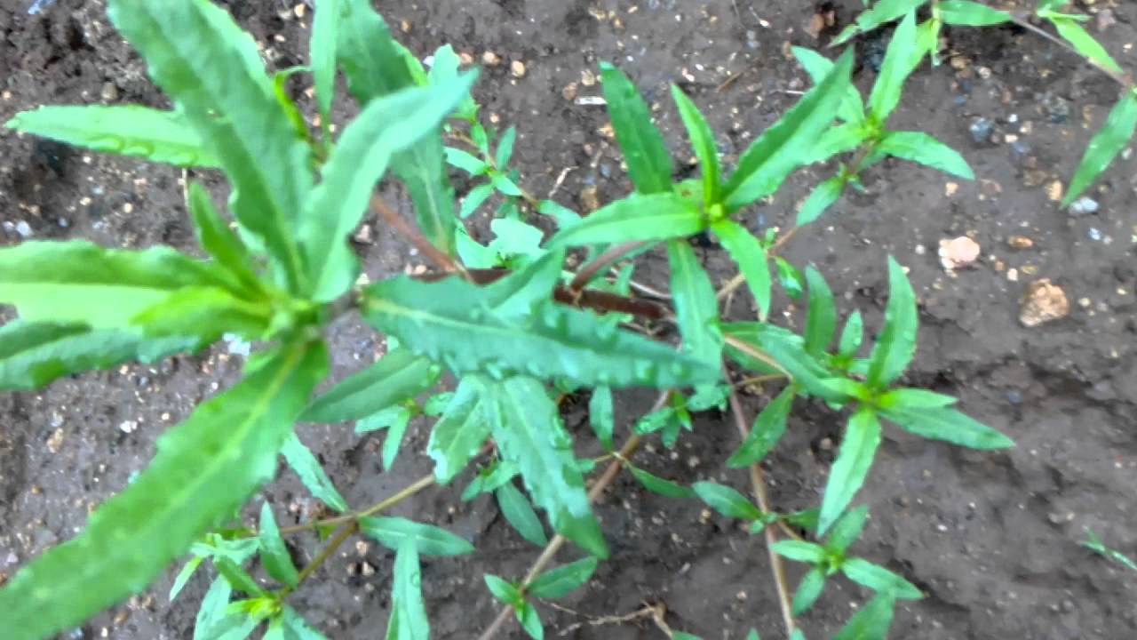 Eclipta Alba (Karisalankanni )benefits and usages