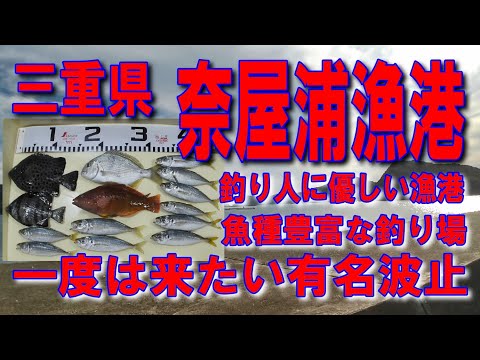 #39三重県奈屋浦漁港一度は来たい有名波止釣り人に優しい漁港アジが釣れますいろいろ釣れますイカ墨跡多数ファミリー家族連れサビキ釣りに良い堤防アジング釣りポイント釣りスポット