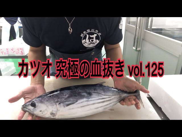 カツオ 究極の血抜き Vol 125 Youtube