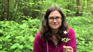 How to Identify woodland flower in Ancient Woodland