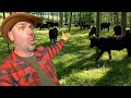 Oops this farmer did it again  letting the cows loose with a crazy twist
