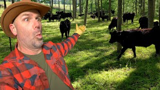 I let the cows out! Why?