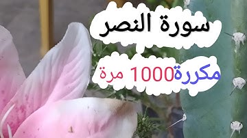 سورة النصر مكررة 1000مرة 🤲
