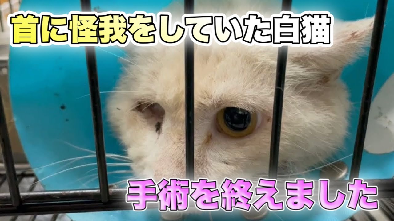 首に大怪我を負いボロボロだった白猫さん元気です A Rescued Cat Youtube