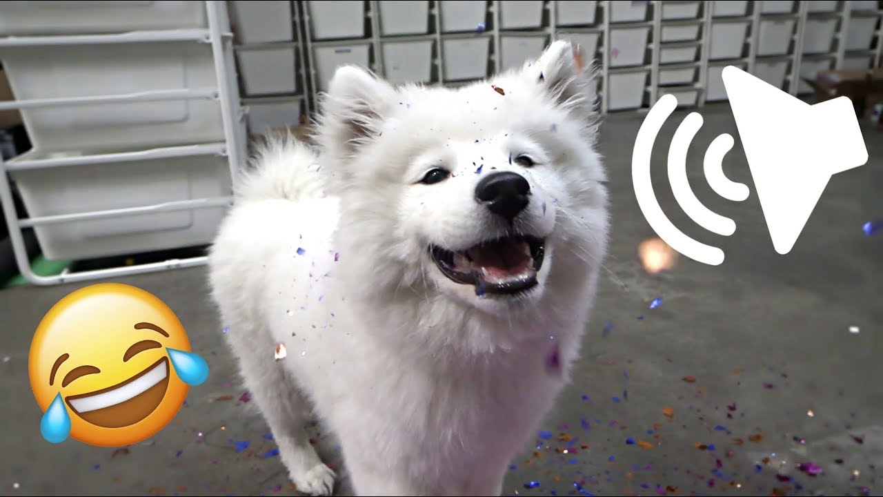SAMOYED PUPPY REACTS TO FUNNY NOISES!!