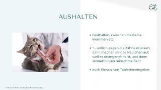 Medikamentengabe Bei Katzen