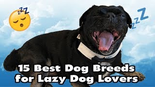 15 Best Dog Breeds for Lazy Dog Owners and Apartments by Talent Hounds 12,399 views 5 years ago 2 minutes, 9 seconds