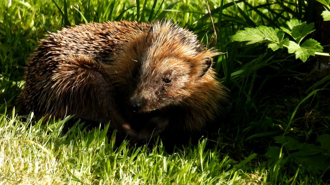 Ježek západní, European hedgehog, Braunbrustigel, Erinaceus europaeus ...