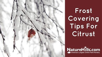 Citrus Tips: Cover Up for Frost | NatureHills.com