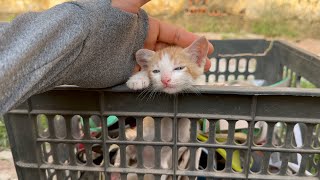 Found a kitten in a landfill wandering around looking for food because it was hungry