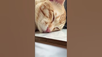 The perfect loop #loop #cat #shorts #trending #youtubeshorts #ytshorts #viralshorts #shortsfeed #fyp