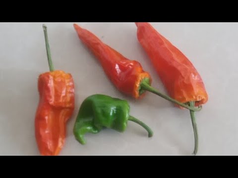 كيف يتغير لون الفلفل من الاخضر للاحمر