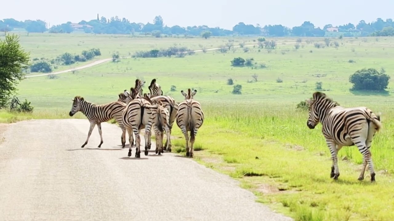 Burchell's Zebra / Plains Zebra