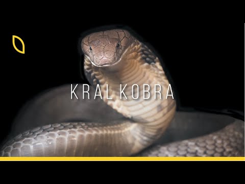 Dünyanın en uzun zehirli yılanı: Kral Kobra