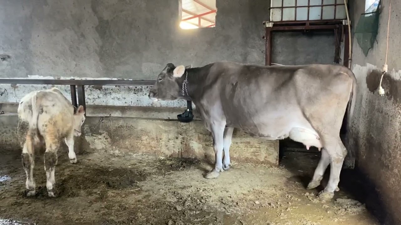 KAPALI BESİ ÇEREZ TADINDA