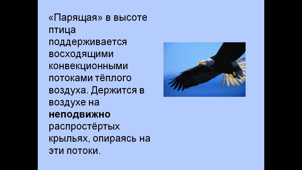 самая большая птица. что манит птицу высота. птице высота песня. расскажите птицы что вас манит. попевка птица и птенчики.