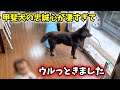 【ずっと待ってる、、】甲斐犬一休の忠誠心が凄すぎて感動しました【一代一主】