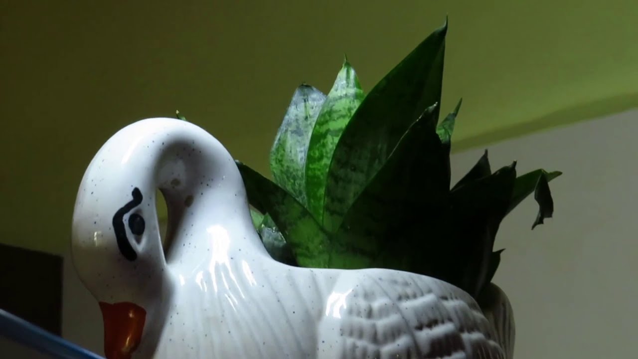 How to arrange your Indoor Plants - YouTube