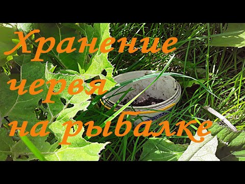 Как сохранить червя на рыбалке в жаркий летний день?