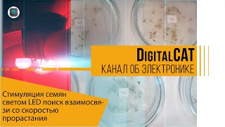 Стимуляция семян красным светом LED, поиск взаимосвязи со скоростью прорастания