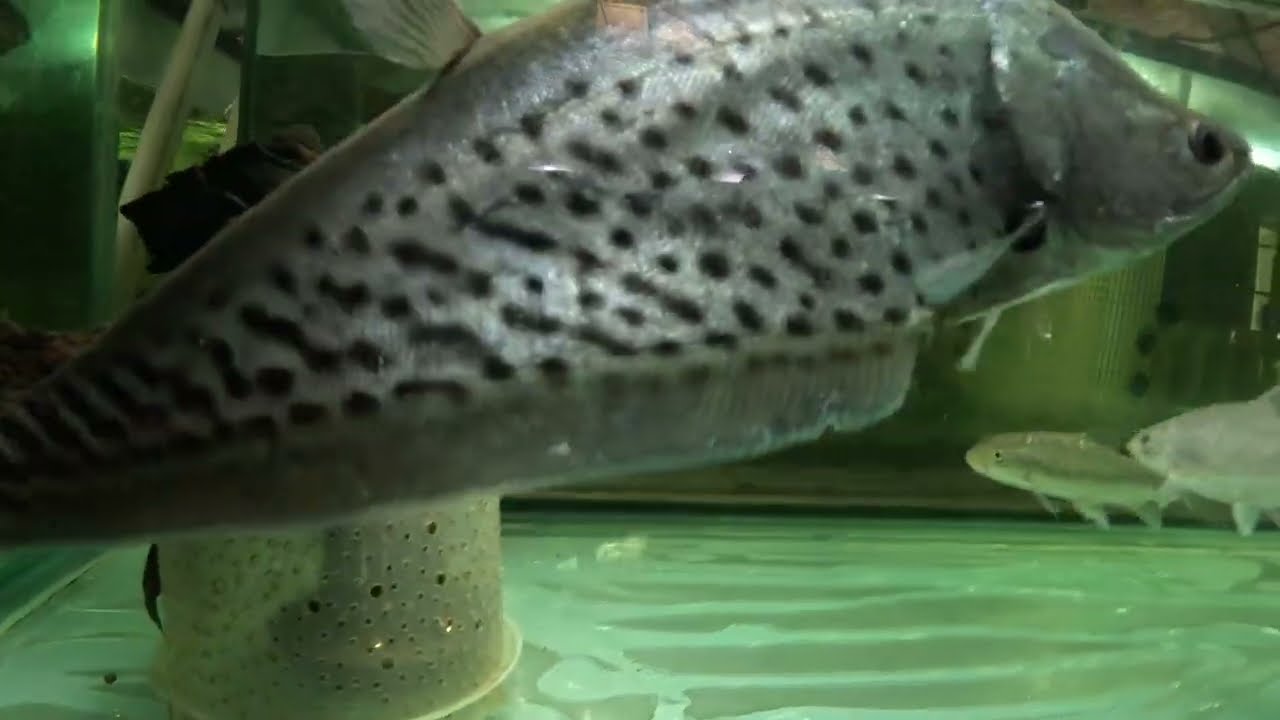 1 for 3: on dangers of introducing new fish to diverse & established communities, Tim's fish arrival