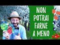 Coltivare PICCOLI FRUTTI: ribes, mirtilli, more, lamponi