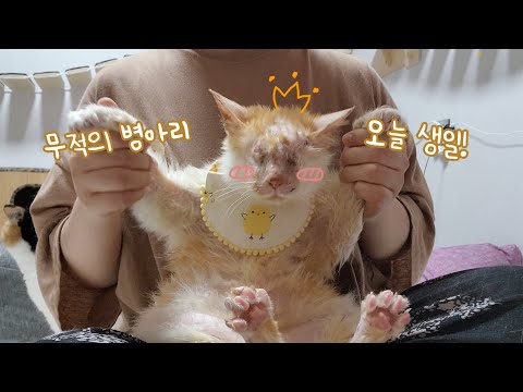 5살까지 살 수나 있을까 싶었던 고양이가 어느새 5살 생일을 맞이했어요♥