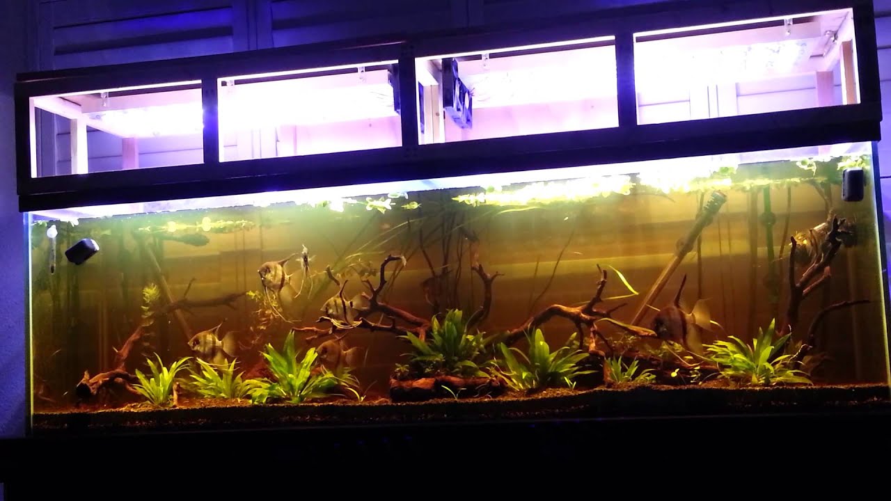 125 gallon freshwater planted led s amazon blackwater biotope