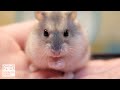 とっとと手に乗る新人ハムスターさん。【ジャンガリアンハムスター】/Hamster TAMACO on the hand.