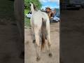 Animal top a venda na feira de cavalo 🐎 em Cachoeirinha PE