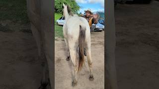 Animal top a venda na feira de cavalo 🐎 em Cachoeirinha PE