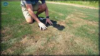 My Lawn Is BURNING UP // Fungus Issues + Overseed and Shade Plot Updates