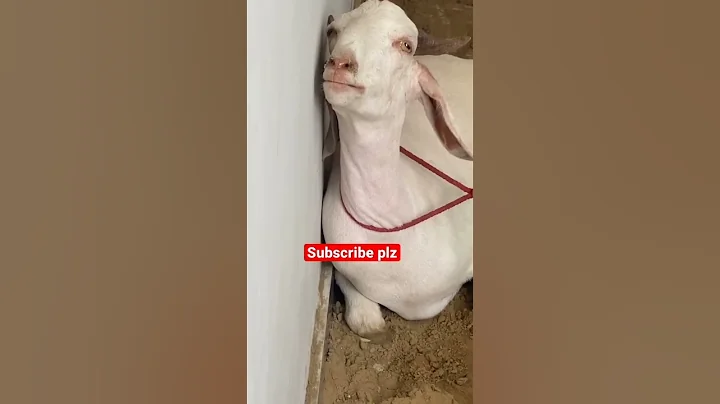 Goat Crying Before Qurbani Emotional Goat Video #Goat #Emotional #crying #love #qurbani #sad