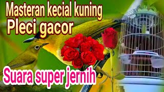 CIAK KREKEK JOS KECIAL KUNING.‼️