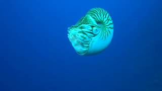 Nautilus