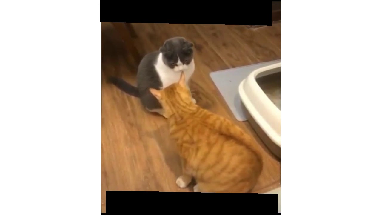 Funny Cat video for Cat lovers #short - YouTube
