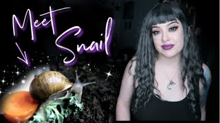 Making a Cute Habitat for my Snail without Buying Anything