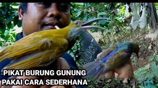 TRIK PIKAT ‼️ pikat burung gunung pakai cara sederhana ternyata BERHASIL