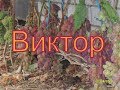 Виноград Беларуси . Лидчина .  Сорт винограда -Виктор .