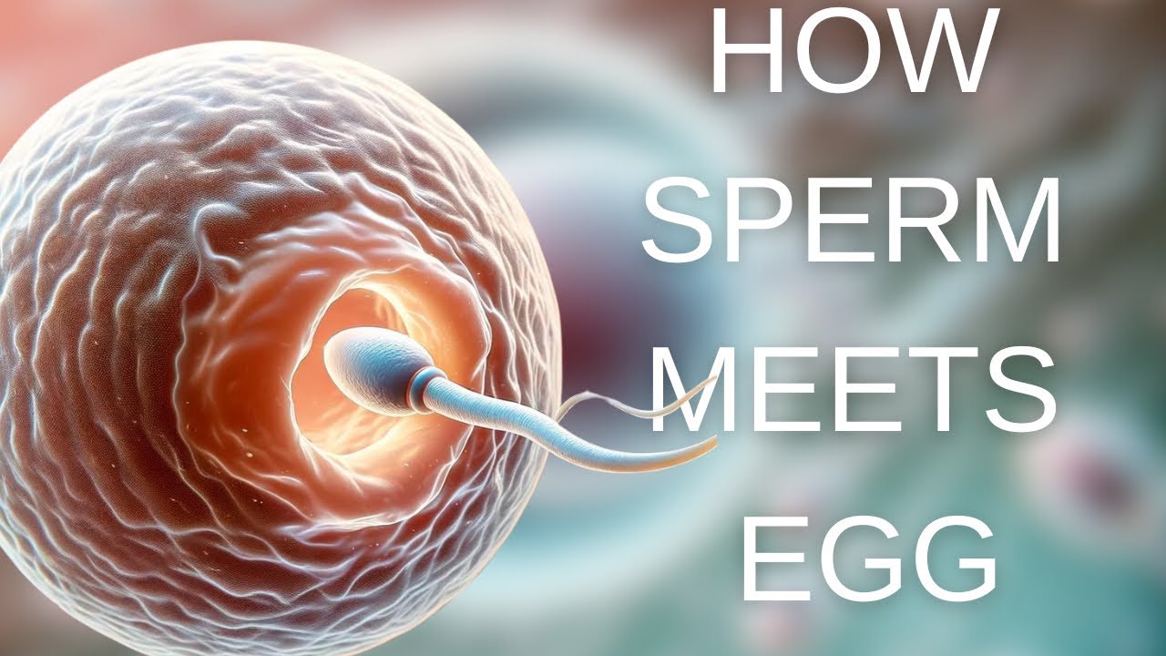 How Male Sperm Meets Female Egg MUST WATCH YouTube
